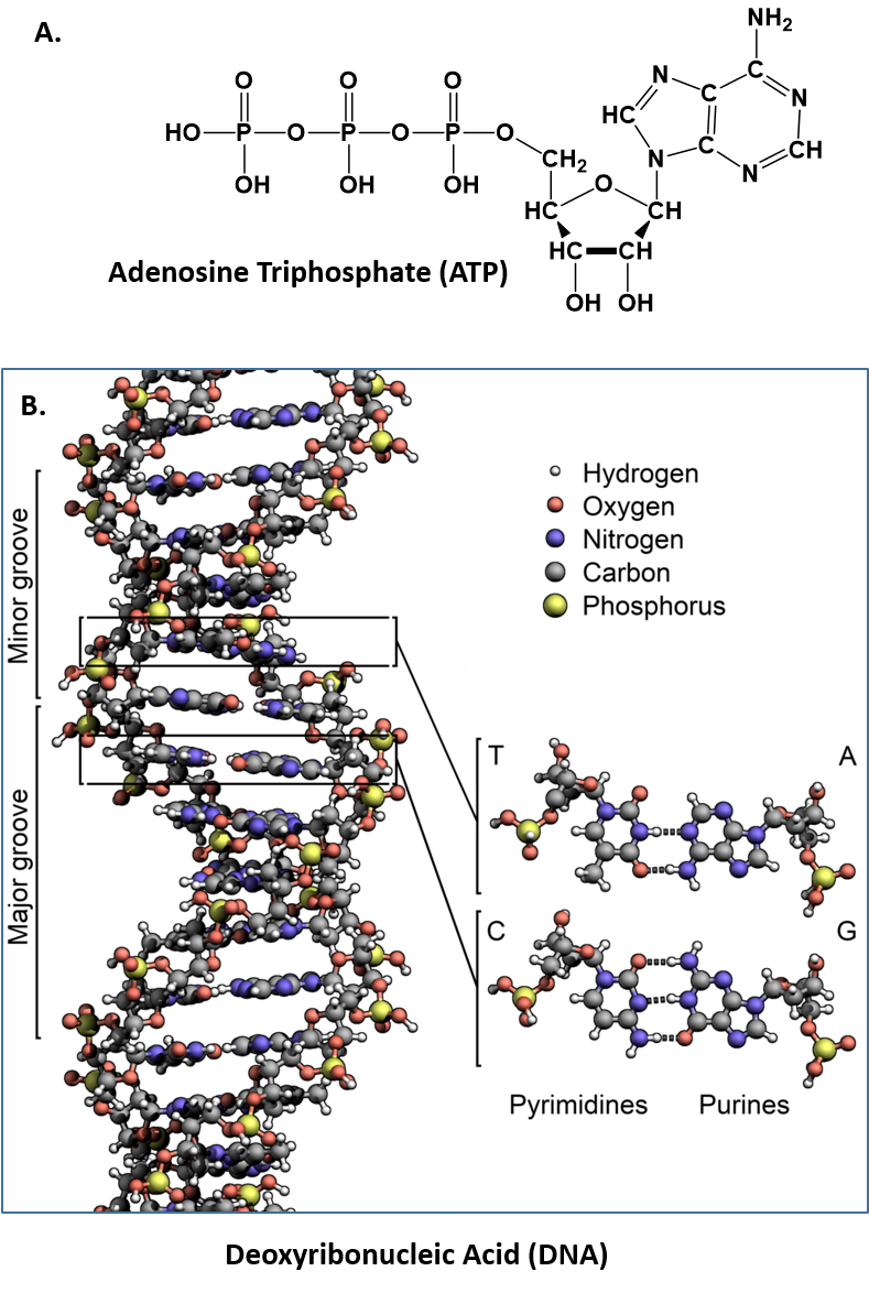 how are organic molecules related to all living things