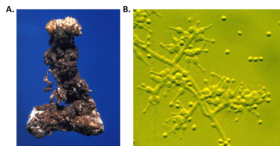 Organisms Capable Of Producing Their Own Food Are Known As Organisms Capable Of Producing Their Own Food Are Known As