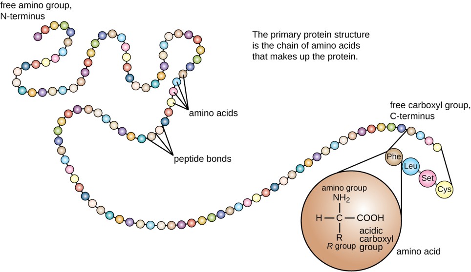 CH105 Chapter 11 Introduction to the Major Macromolecules Chemistry