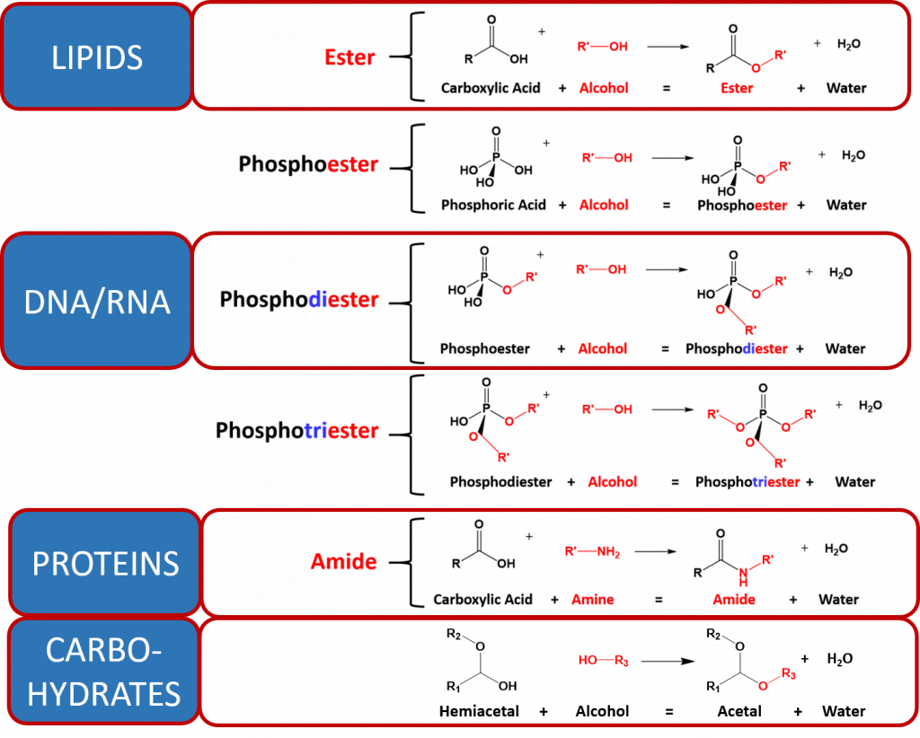 CH103 Chapter 7 Chemical Reactions in Biological Systems Chemistry