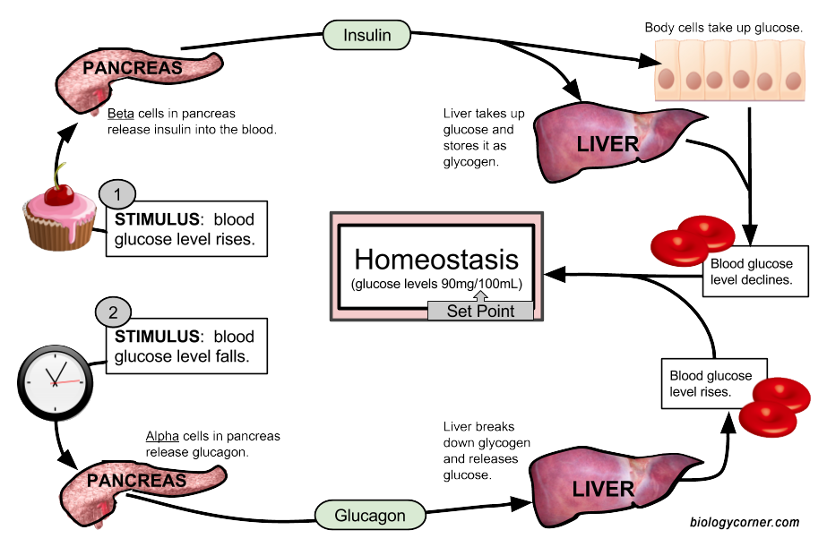 CH103 - Chapter 8: Homeostasis and Cellular Function..
