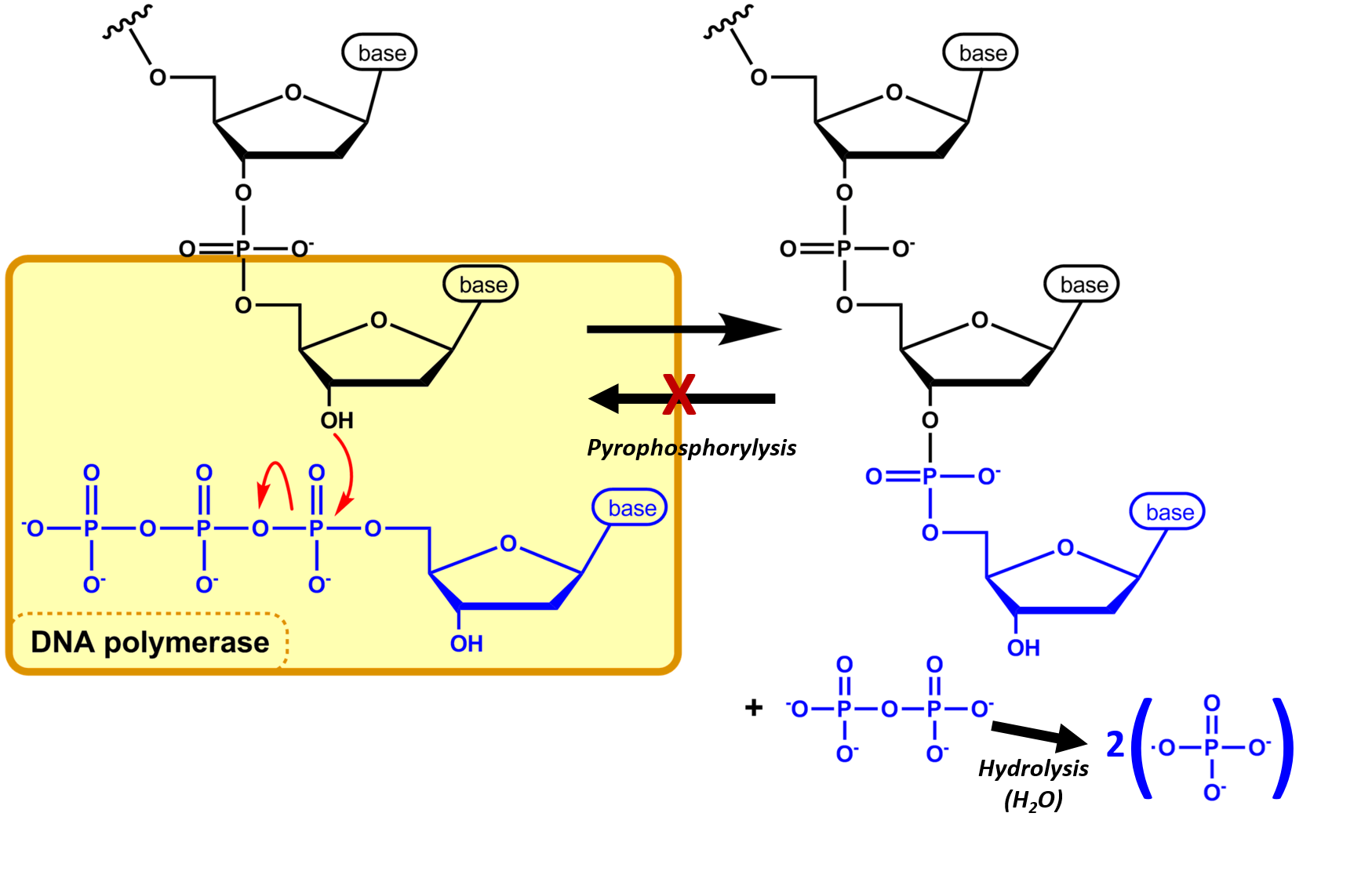Chapter 4 DNA, RNA, and the Human Genome Chemistry
