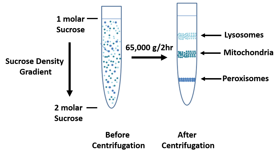 Chapter 3 Investigating Proteins Chemistry
