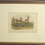 Prong-Horned Antelope Plate No. LXXVIII