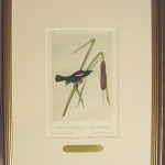 Red and White Shouldered Marsh Blackbird Plate No. 214