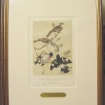 Rose – Breasted Long Grosbeak Plate No. 205