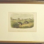 Wilson’s Meadow Mouse Plate No. XLV