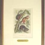 Red – Bellied Squirrel Plate No. XXXVII