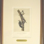 Red – Cockaded Woodpecker Plate No. 264