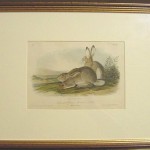 Townsend’s Rocky Mountain Hare Plate No. III