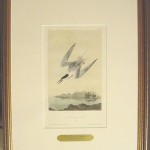 Roseate Tern Plate No. 437