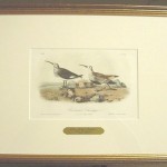 Red – Backed Sandpiper Plate No. 332