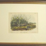 Townsend’s Shrew Mole Plate No. CXLV