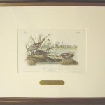 Wilson’s Snipe - Common Snipe Plate No. 350