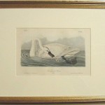 Trumpeter Swan Plate No. 382