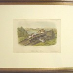 White – Footed Mouse Plate No. XL