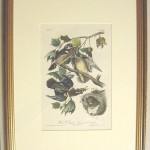 Wood Duck – Summer Duck Plate No. 391