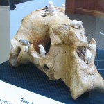 Bone Art