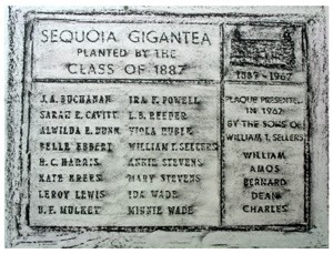 Sequoia Tree Plaque The giant sequoia, planted by the class of 1916 in front of Campbell Hall, holds the distinction of being the tallest tree on a State University Campus. The plaque was added in 1967 by the sons of one of the original planting class. Additional Facts: Each year the giant sequoia is decked with lights during the winter holidays. It has been called the beakon of Western Oregon University.