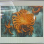 Sunstar prismacolor, 1987