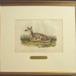 Common American Deer Plate No. LXXXI