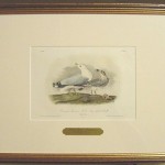 Common American Gull – Ringed Bill Gull Plate No. 446