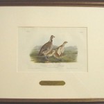 Common American Partridge Plate No. 289