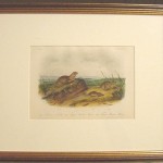 American Souslik Meadow Mouse – Texas Meadow Mouse Plate No. CXLVII