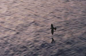 Storm Petrel