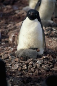 Adelie penguin with chicks