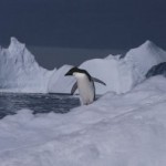 Single, black-and-white penguin seeks mate.
