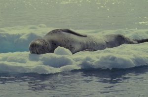 Leopard Seal