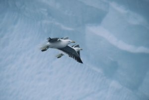 Kelp gulls in tandem flight