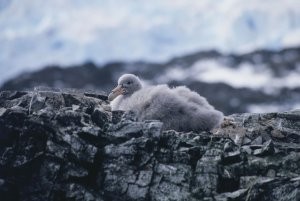 Giant petrel chick The giant petrel chicks protect themselves from predators (such as this fur seal) by puking up a very malodorous, sticky substance called “gack”. If you are gacked, you must burn your clothing and bear the wrath of fellow station dwellers.
