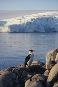 Blue-eyed shag on Cormorant Island