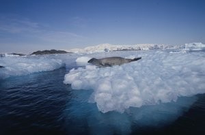 Weddell Seals