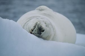 Crabeater Seal