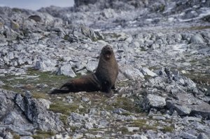Fur Seal
