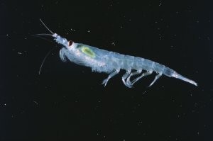Antarctic Krill