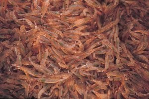 The Antarctic krill, food for many species of Antarctic predators, occur in large swarms in the Southern Ocean. The biomass of just this species is more than that of all the humans on earth.