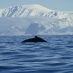 Humpback whales feed on, you guessed it, krill!