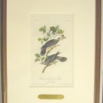 Band – tail dove or pigeon Plate No. 279
