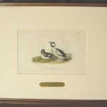 Buffel – Headed Duck Plate No. 408