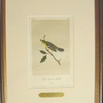 Blue Mountain Warbler Plate No. 98