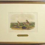 Camas Rat Plate No. CXLII