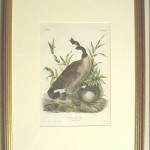 Canada Goose Plate No. 376