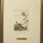 Chestnut – Collared Lark Bunting Plate No. 154