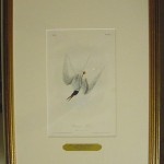 Common Tern Plate No. 433