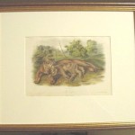 Cougar Plate No. XCVII