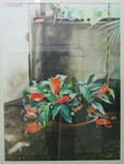 Anthurium prismacolor, 1990